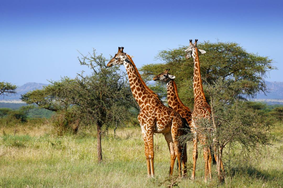 Header_giraffes.jpg