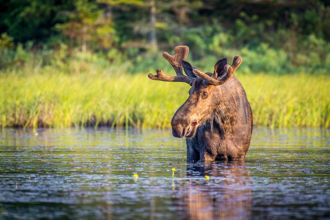 Moose.jpg
