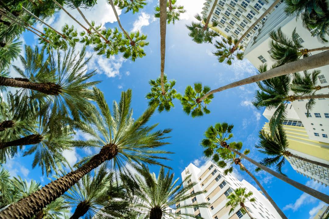 Palm_Trees_and_Buildings.jpg