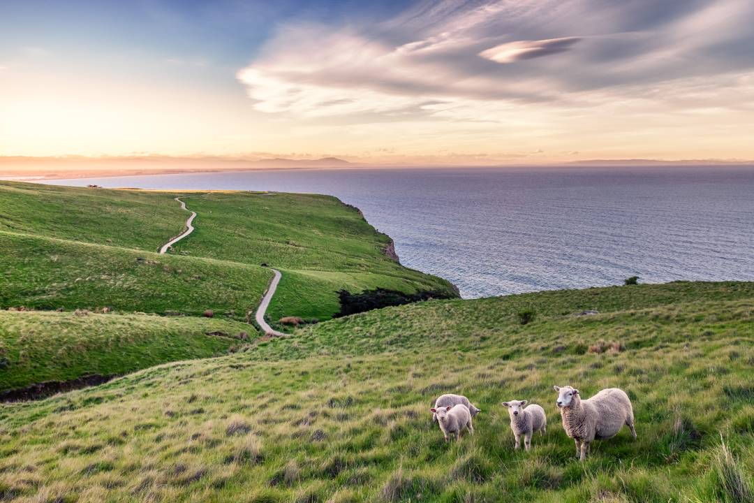 sheep_landscape.jpg