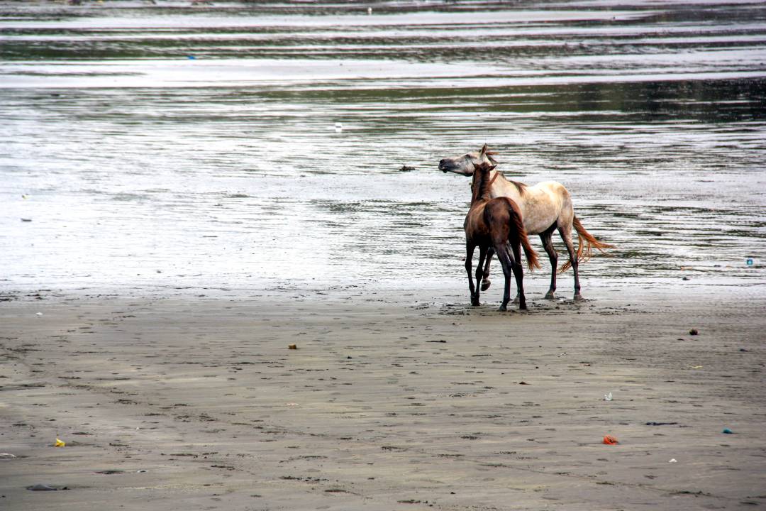 wild_horses_beach.jpg