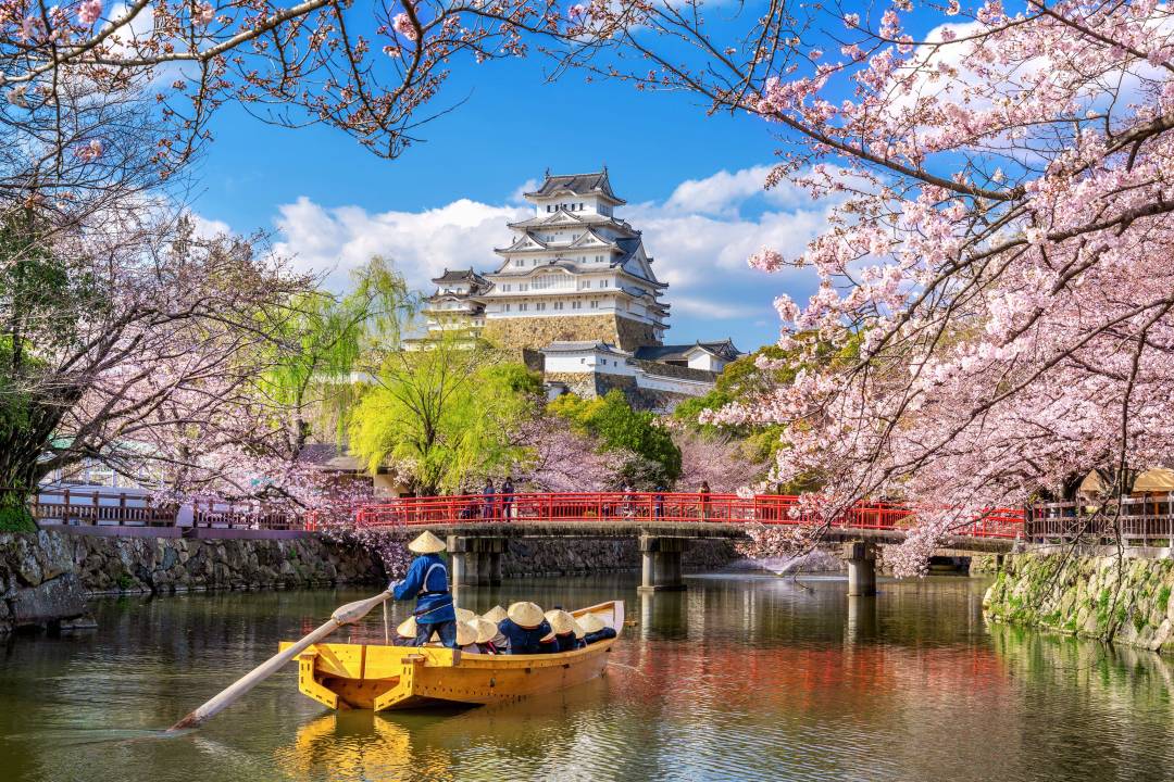 Himeji_castle_cherryblossom.jpg