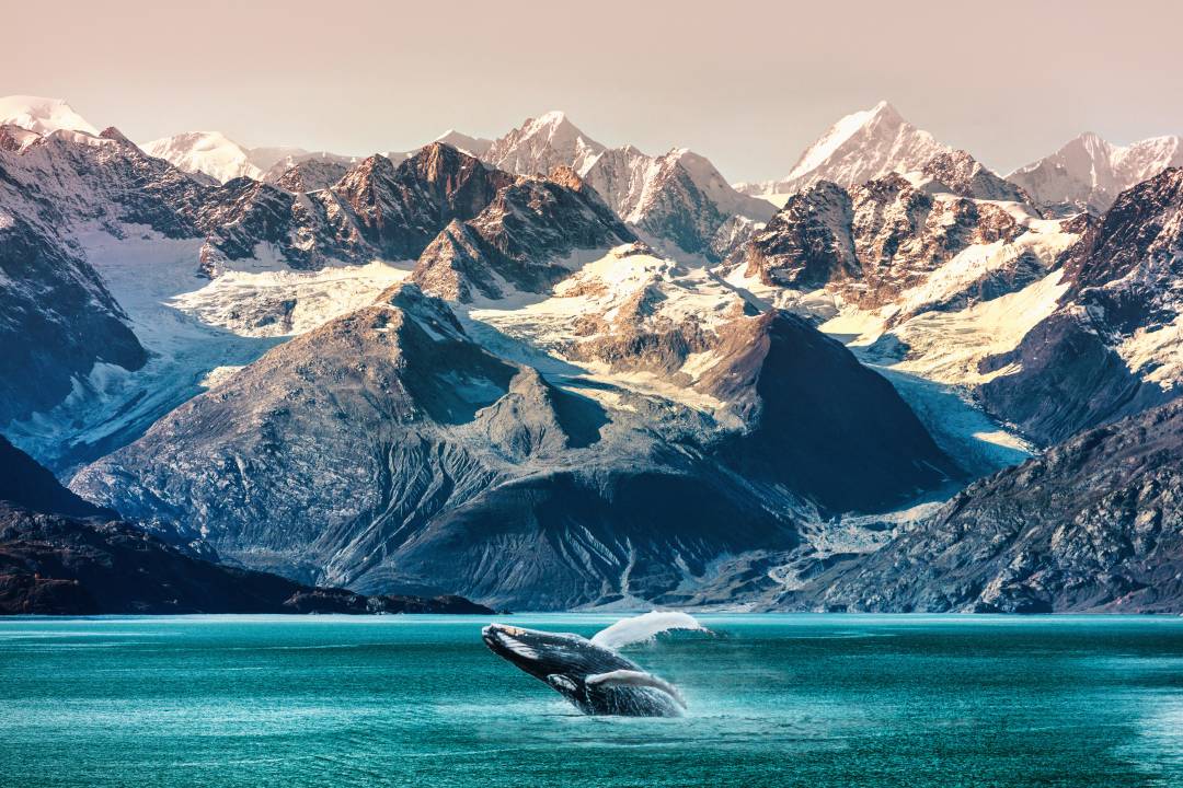 Header_Glacier_bay_whale.jpg