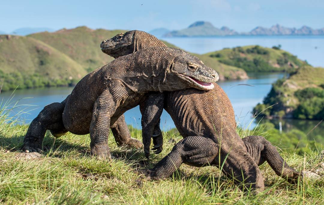 Komodo_Dragons.jpg