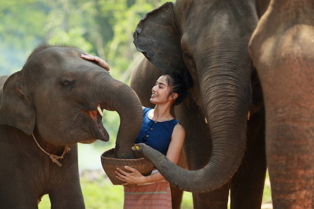 Feeding_Elephants.jpg