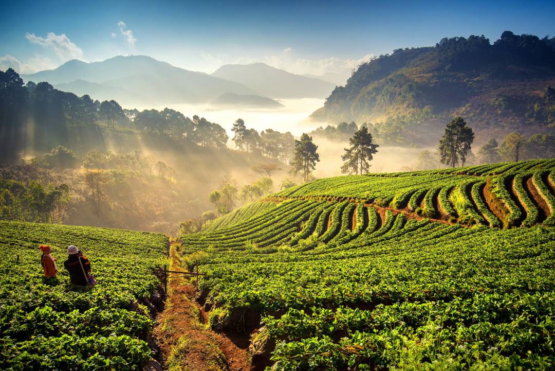 Strawberry_field_doi_angkang.jpg