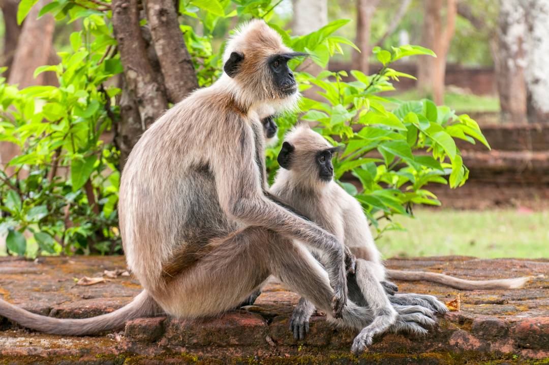 Gray_langurs.jpg