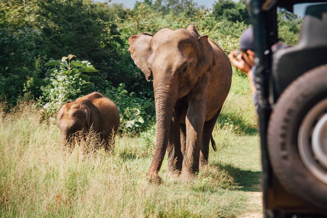 Elefants_safari_in_National_Park_Udawalawe.jpg