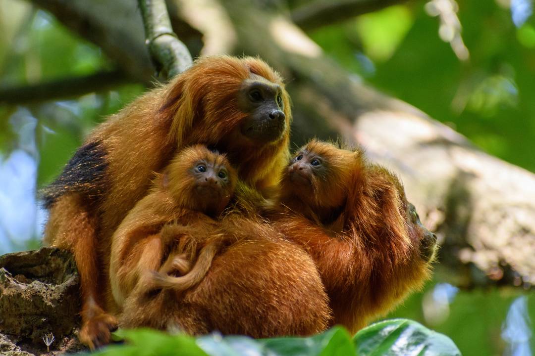 Golden_Lion_tamarin.jpg