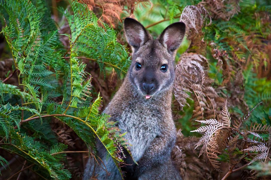 Wallaby.jpg