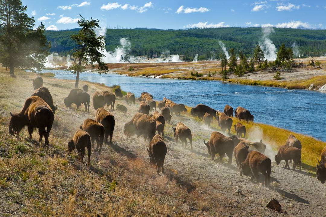 Firehole_River_in_Yellowstone.jpg