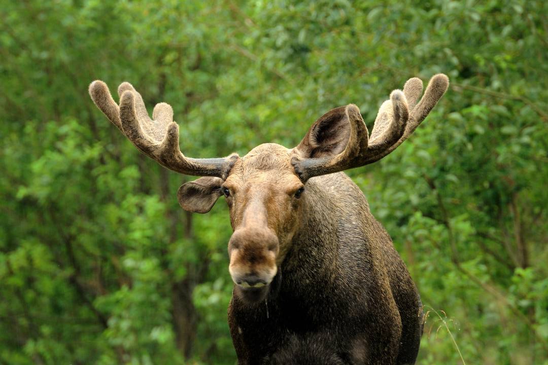 Moose.jpg