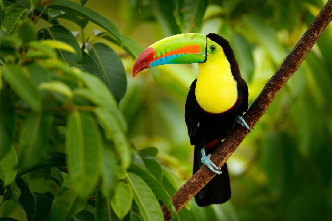 Toucan.jpg