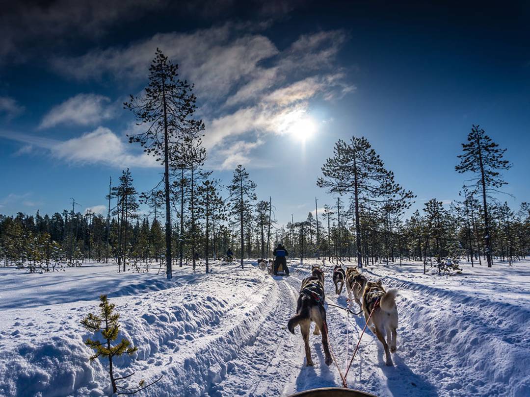 Husky_dogs_in_Northern_Finland.jpg