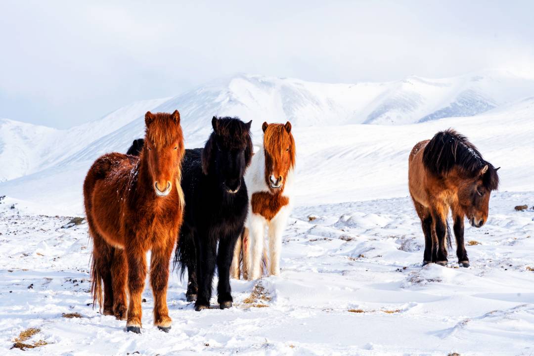 Icelandic_Horses_in_Winter.jpg