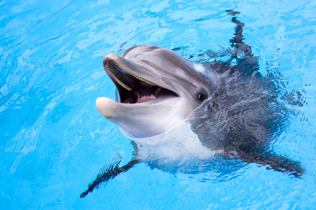 Day4_Dolphines_Lakes_Entrance.jpg
