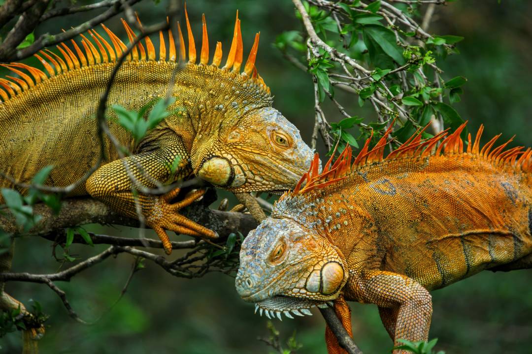 Green_Iguana.jpg
