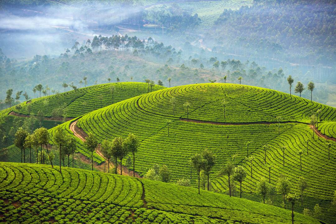 Header_Tea_plantations_Munnar.jpg