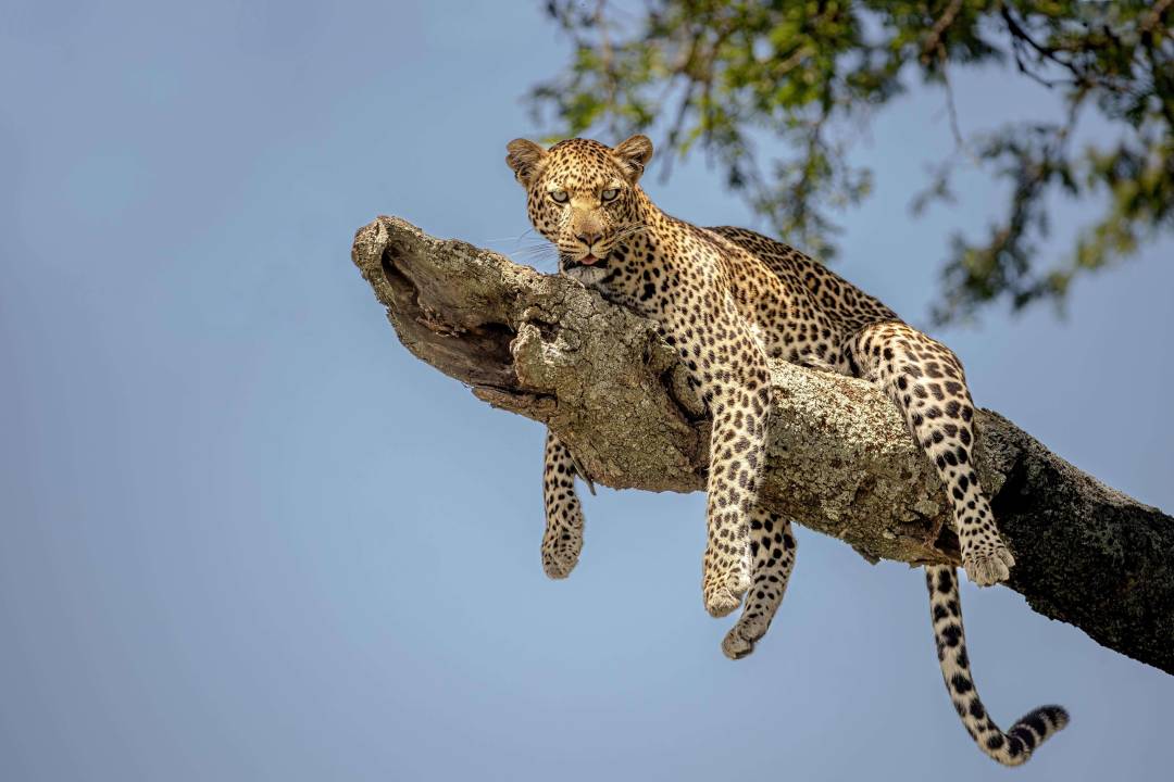Leopard_Quick_Taste_Tanzania.jpg