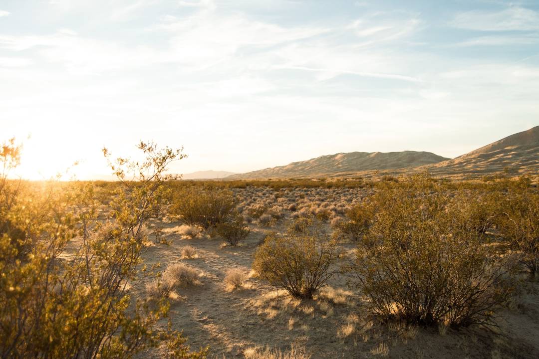 D14_MojaveDesert2.jpg