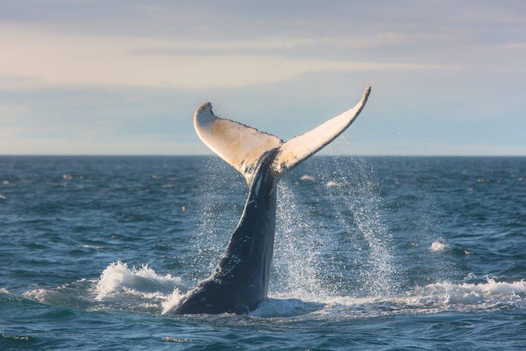 Intro_Beeld_Nova_Scotia_Humpback_Whale.jpg