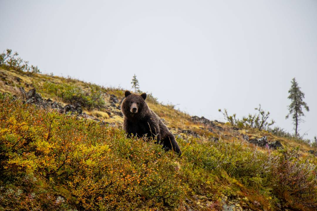 D4_Grizzly_Bear_Dawson_City_1.jpg