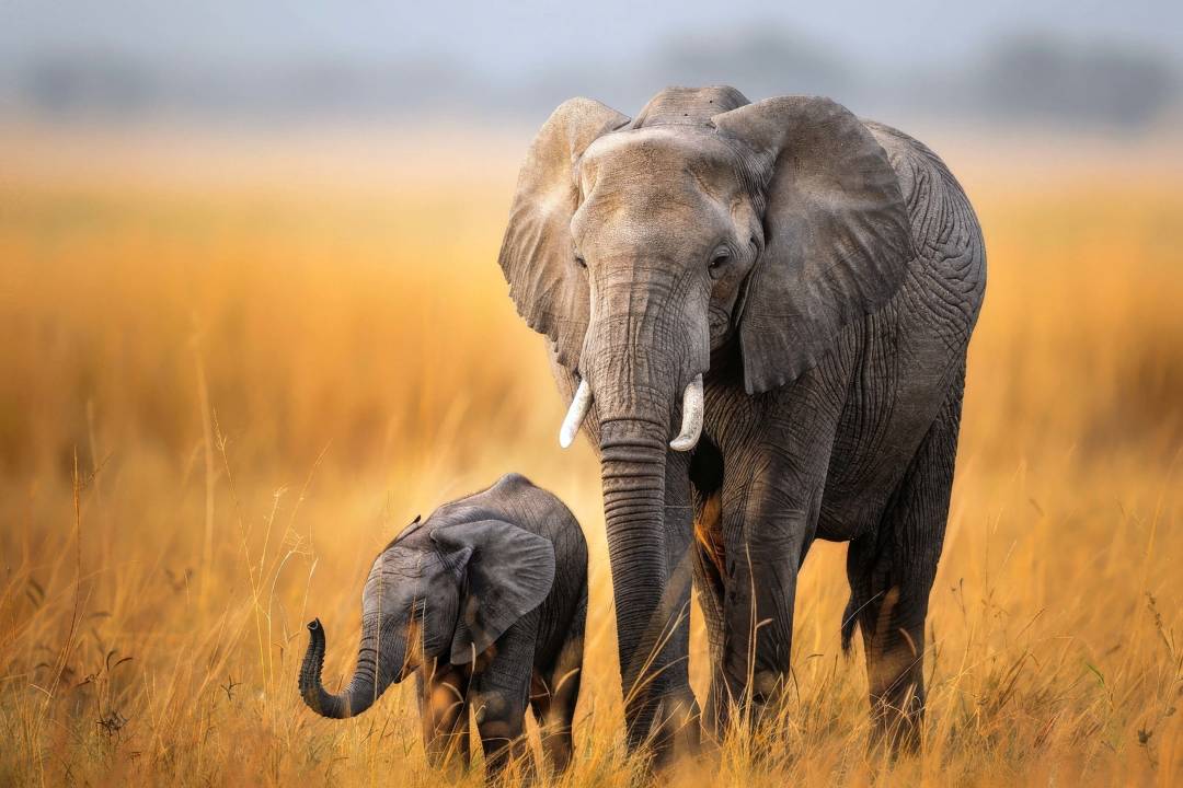 Elephant2.jpg