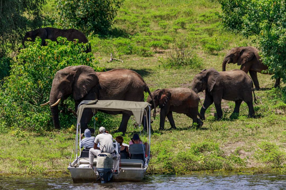 Chobe_Elephant_Safari2.jpg