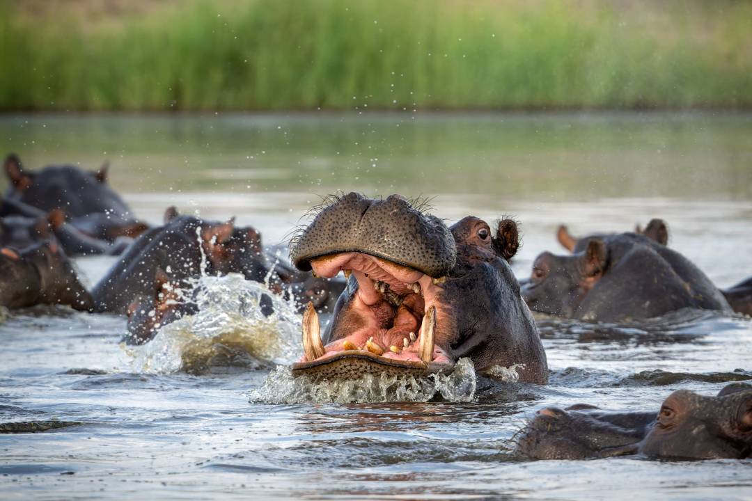 Chobe_Hippo_Safari.jpg