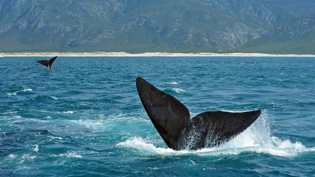 Whale.jpg