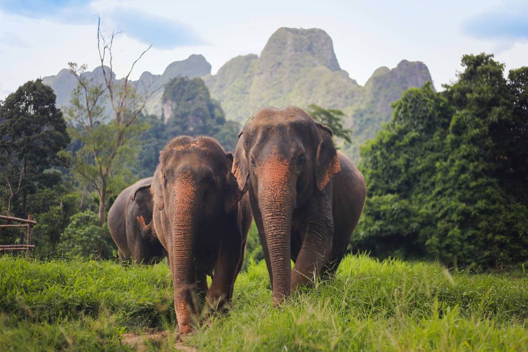 Day9_KhaoSokelephants.jpg