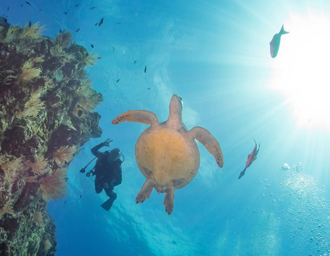 Tortuguero.jpg