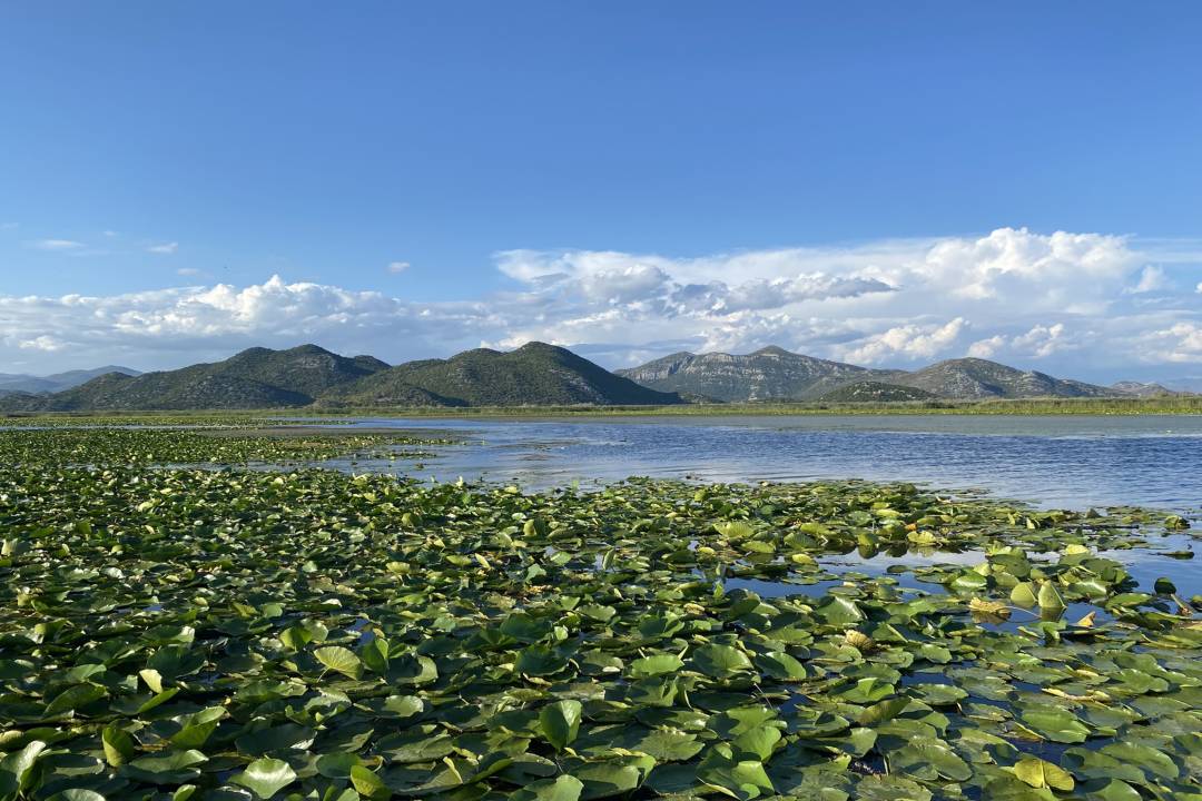 Waterlelies_Skadarmeer.jpg