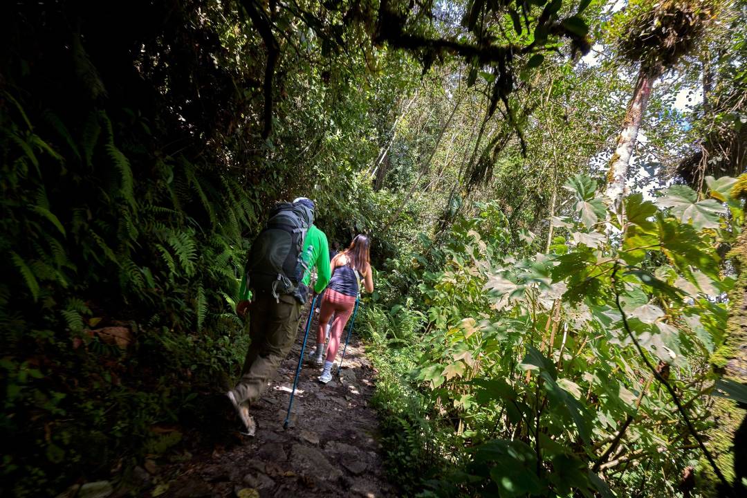 Peru_Train_Inca_walker_through_the_woods.jpg