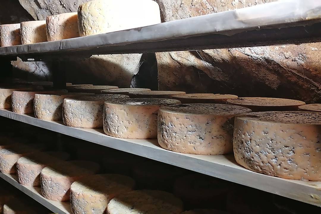 cheese_aging_cellar.jpg