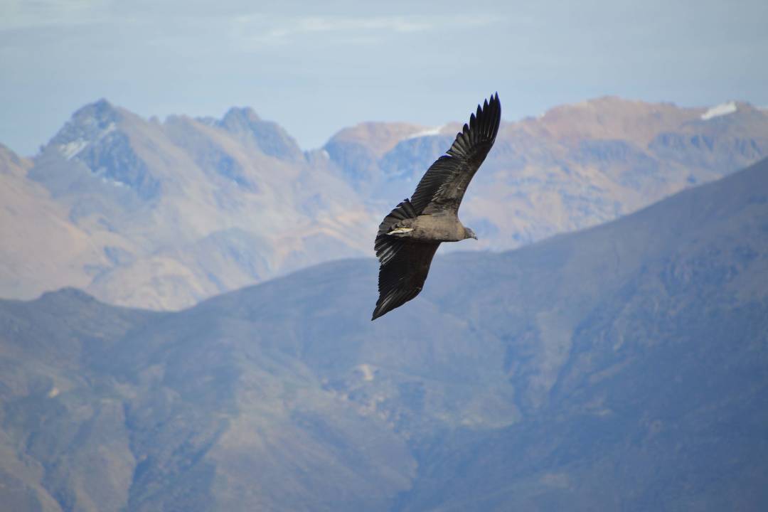 condor_soaring_andes.jpg