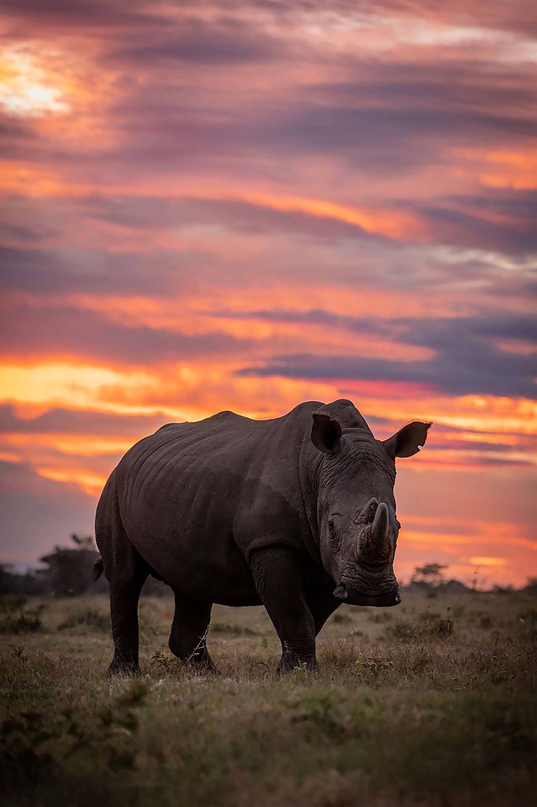 Uncorned_Rhino_Sunset.jpg