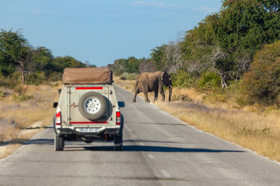 Namibia_Ellen_Etosha_Elephant.jpg