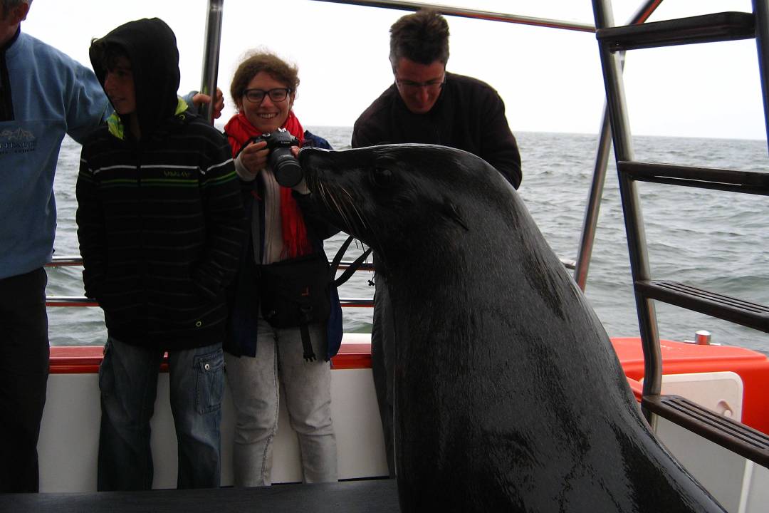 Namibia_Ellen_Seal.jpg