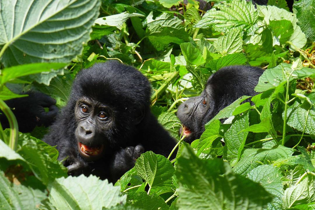 Ouganda_Gorilla_Baby.jpg