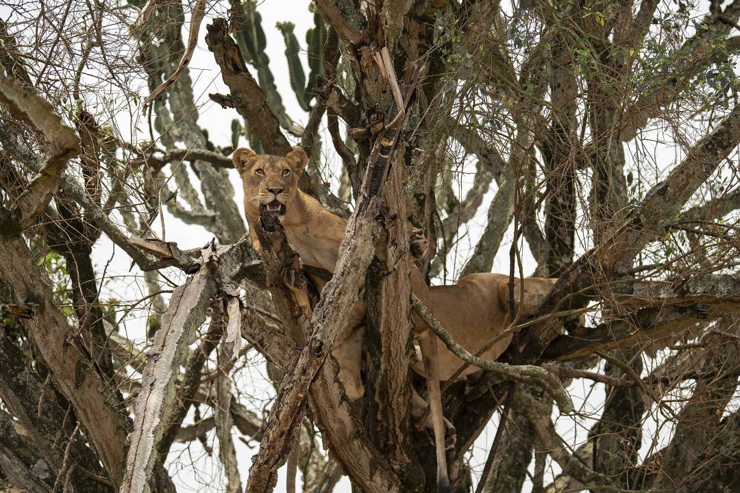 Ouganda_Safari.jpg