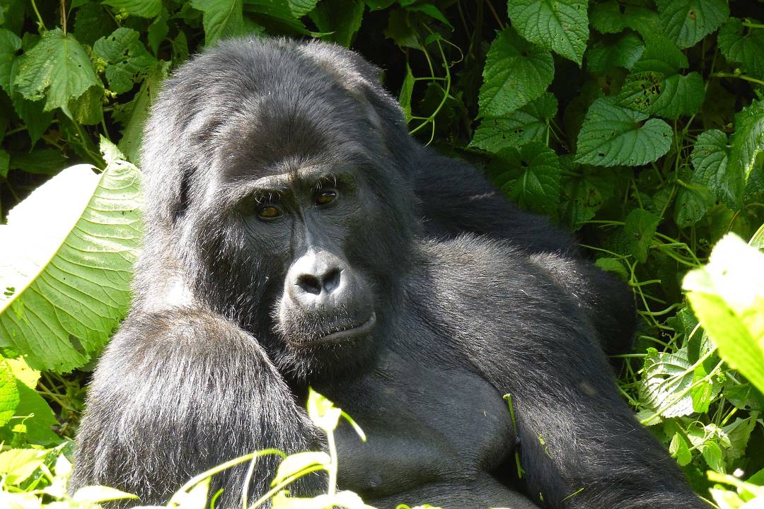 Ouganda_Gorilla.jpg