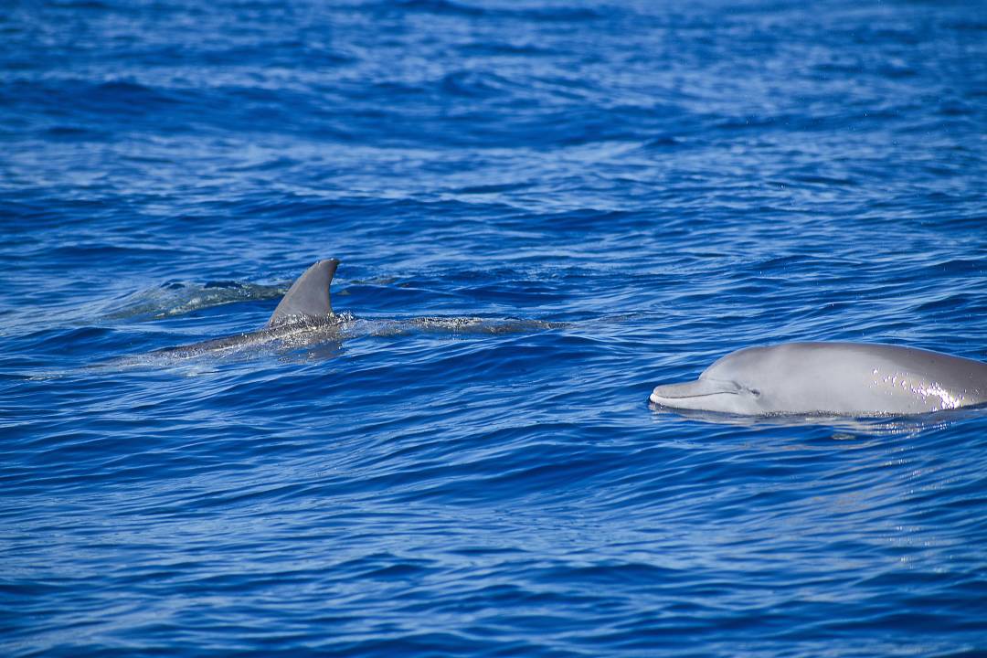 dolphins_swimming_ocean.jpg