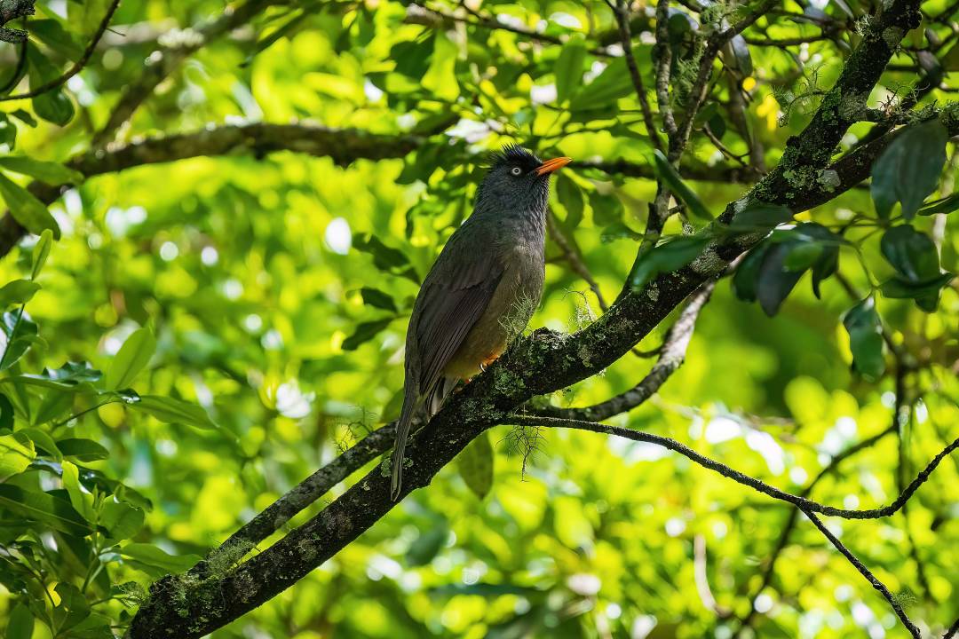 bird_on_branch.jpg