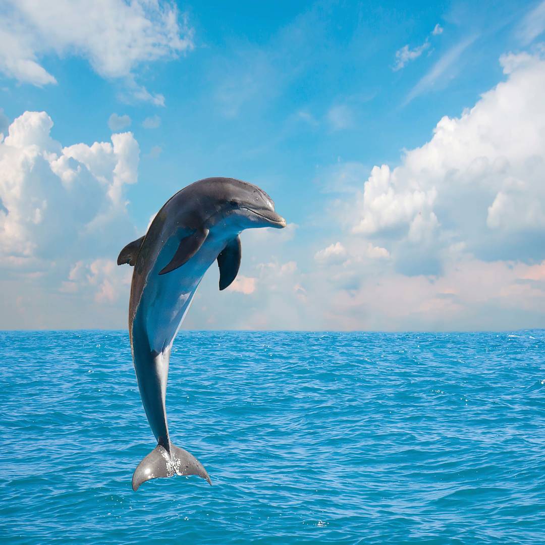 dolphins.jpg