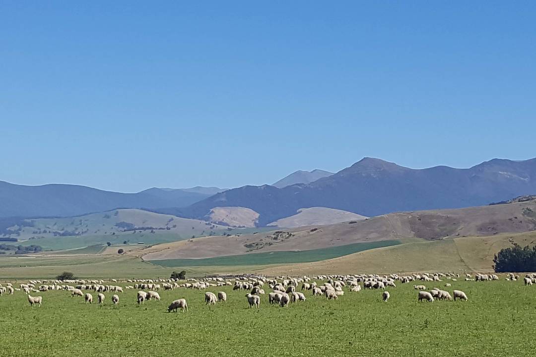sheep_pasture.jpg