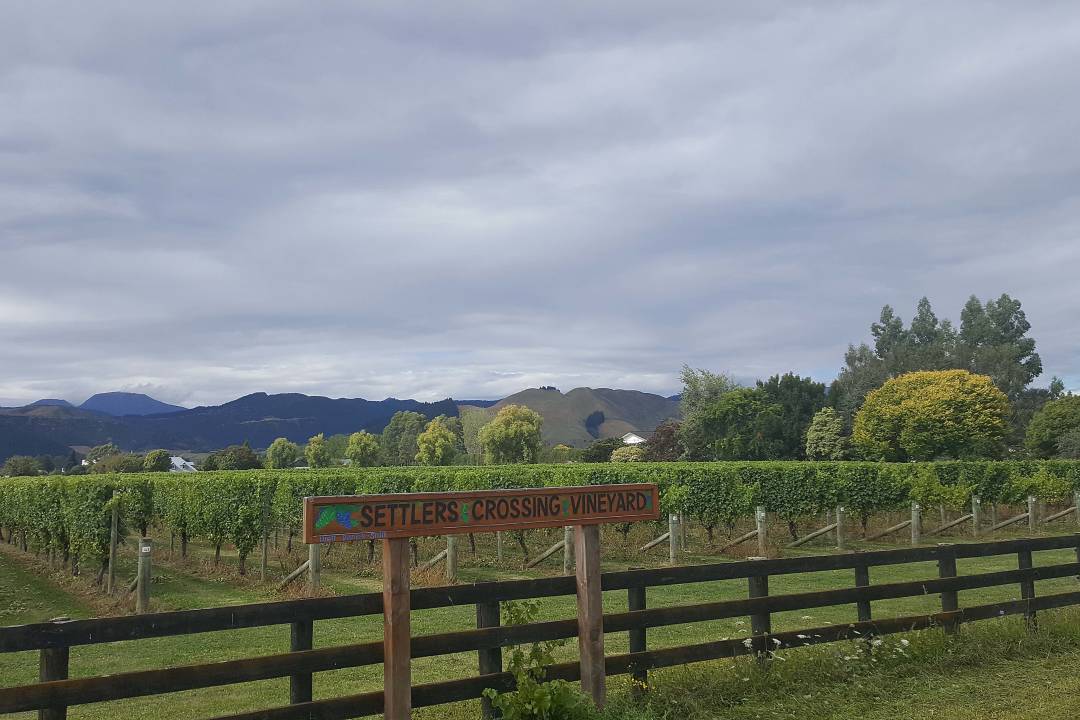 vineyard_malborough.jpg
