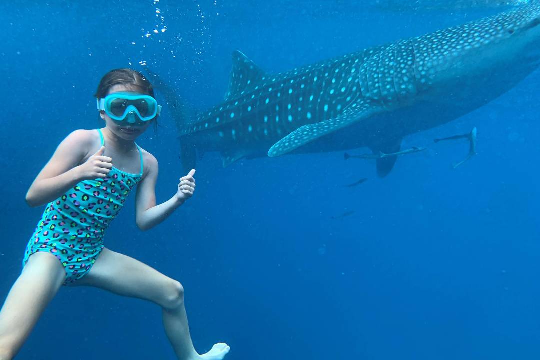 Swimming_with_whale_shark.jpg