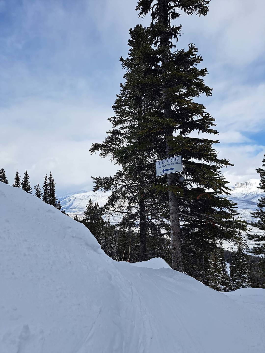 snowy-pines-trail.jpg