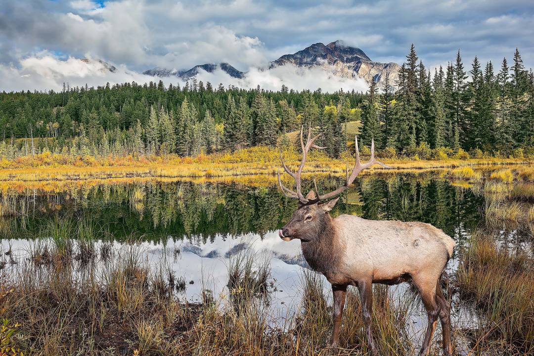 reindeer.jpg